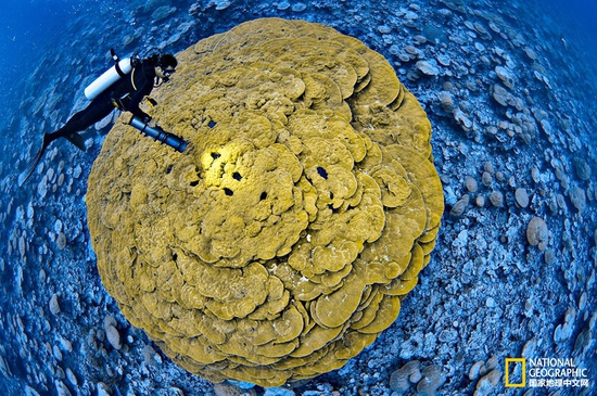 金曼礁國家紀念區(qū)，太平洋攝影：Brian Skerry，國家地理創(chuàng)意版