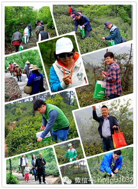 在這么美的地方體驗(yàn)采茶，簡(jiǎn)直太有感覺了