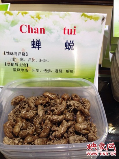 你可能沒想到，這個知了幼蟲退下的皮還是一味藥，對嗎？