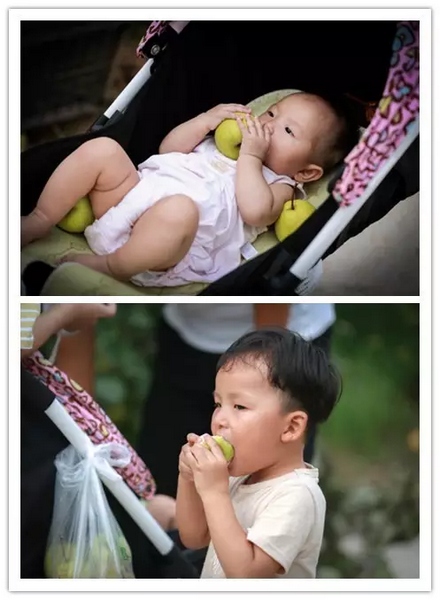 純天然無公害，新鮮采摘，直接入口！