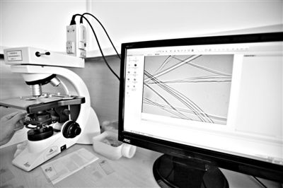 顯微鏡下，蠶絲呈現(xiàn)出表面有光澤，形狀不規(guī)則，粗細(xì)不均。