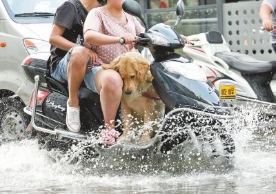 電動(dòng)車(chē)上帶寵物危險(xiǎn)重重 電動(dòng)車(chē)上帶寵物危險(xiǎn)重重