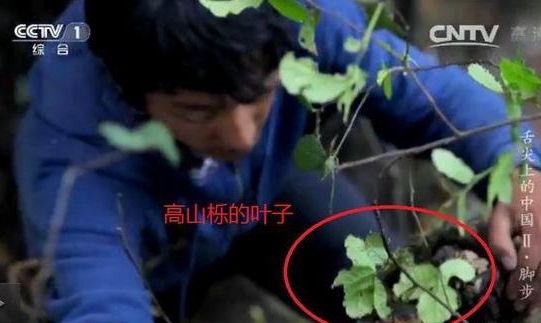 專家揭《舌尖2》爬樹(shù)造假 總導(dǎo)演暫不回應(yīng) 專家揭《舌尖2》爬樹(shù)造假 總導(dǎo)演暫不回應(yīng)