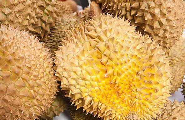榴蓮控看過來：關(guān)于榴蓮不可不知的幾件事