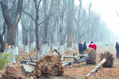 老樹之殤，令人扼腕。