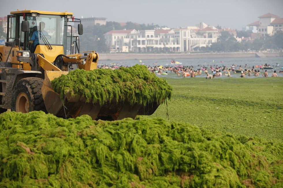 青島市民無(wú)視滸苔 青島市民無(wú)視滸苔