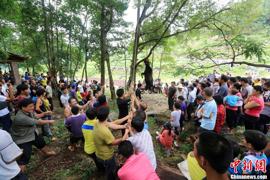 黃牛被侗族村民合力吊在樹上。譚凱興 攝