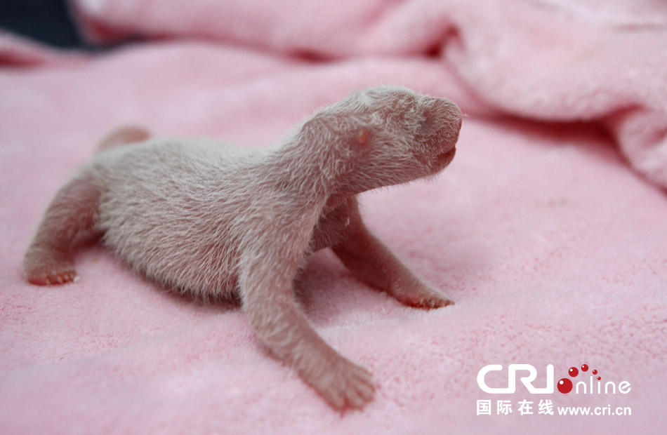 2013年7月11日，成都大熊貓繁育研究基地月亮產(chǎn)房，新生大熊貓寶寶在育嬰箱里憨態(tài)可掬。