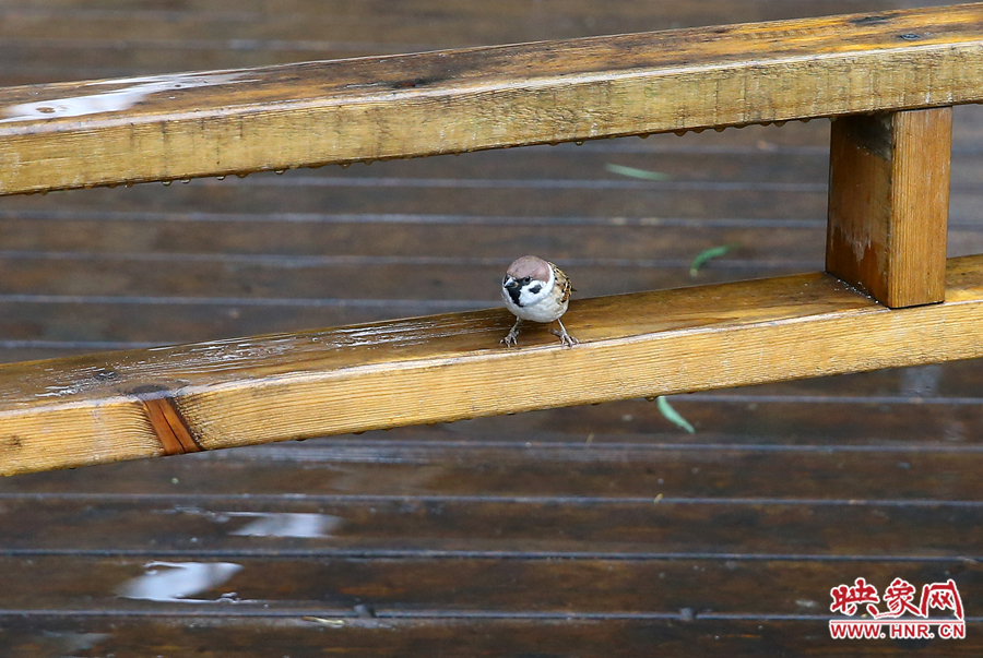 一只小鳥(niǎo)在木欄下避雨