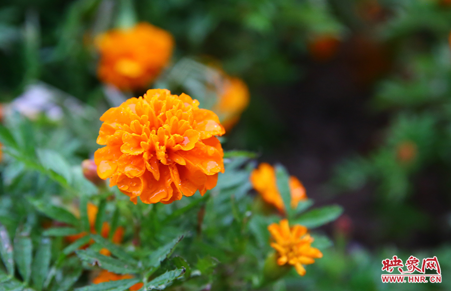 一場(chǎng)秋雨洗去花朵上多日來(lái)的塵埃，嬌艷欲滴。