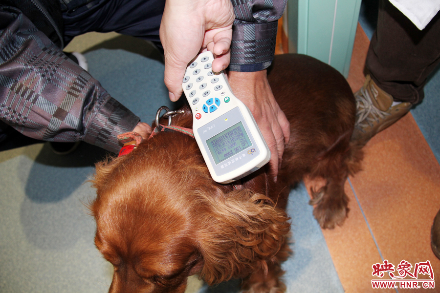 只要用儀器一掃，狗狗的信息就可以一覽無余