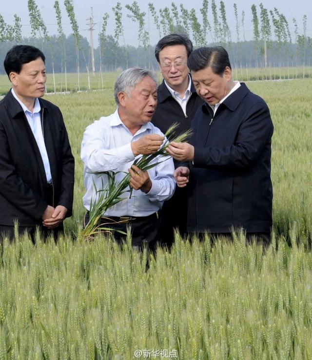 習(xí)近平走進(jìn)糧田,看麥穗灌漿,問農(nóng)田建設(shè)。