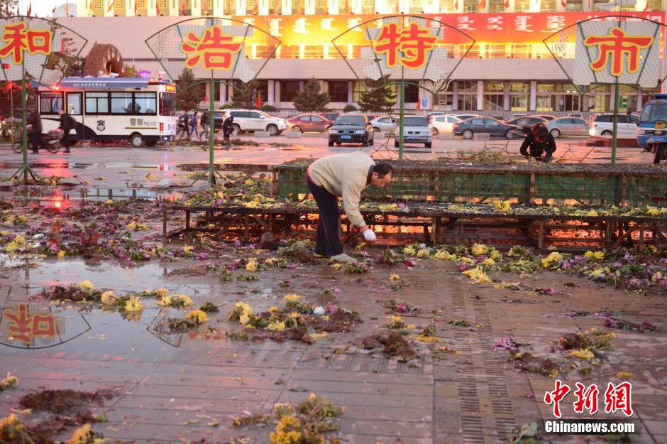 呼和浩特菊花展提前結(jié)束 數(shù)萬盆菊花被搬空 呼和浩特菊花展提前結(jié)束 數(shù)萬盆菊花被搬空