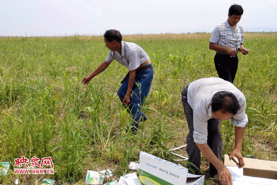 村民在撿拾散落的農(nóng)藥袋，身后是被毀的玉米。