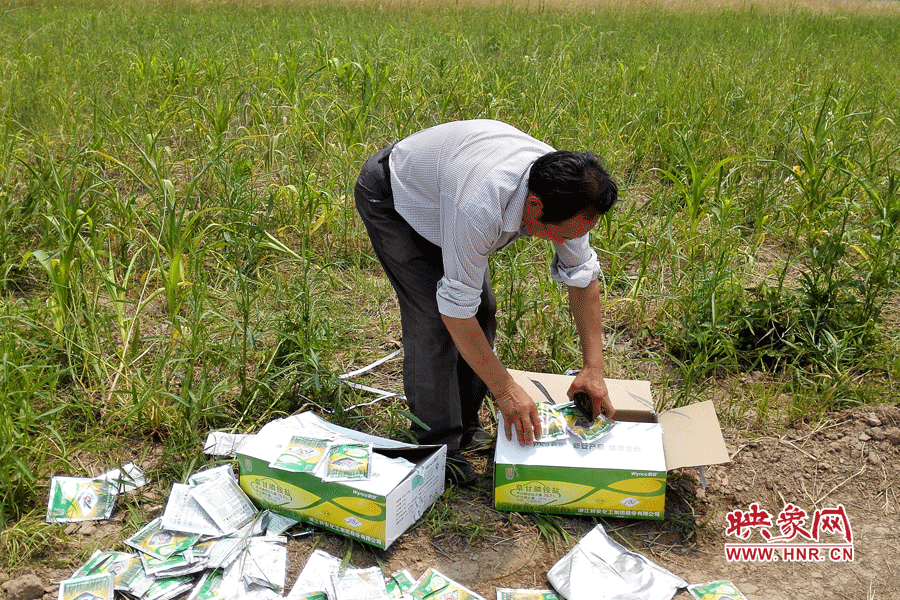 村民察看摧毀玉米的農(nóng)藥。