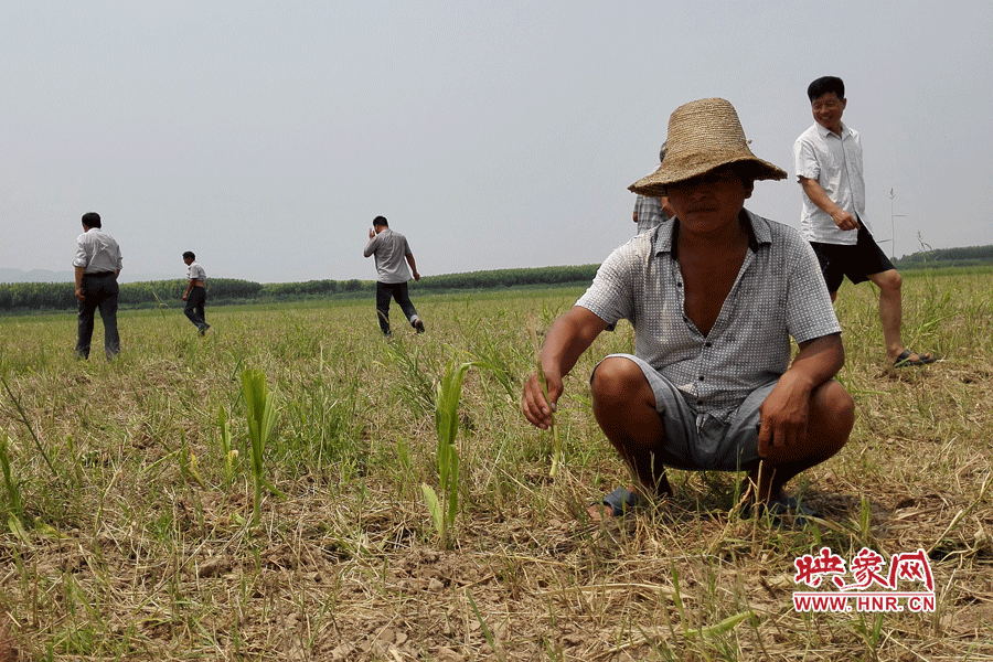 村民手捧殘留的玉米，欲哭無淚。