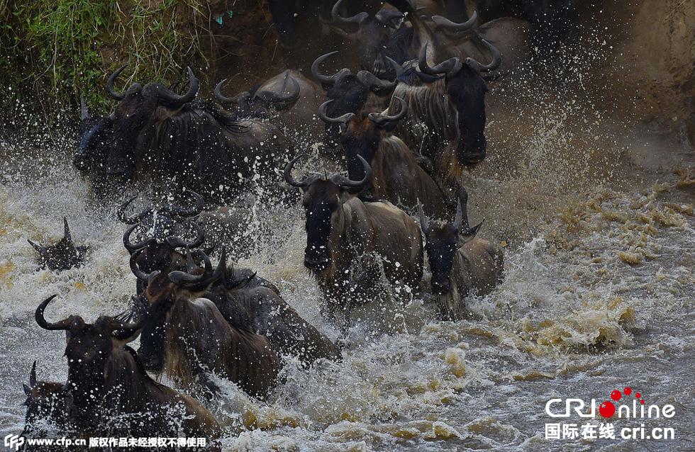 當(dāng)?shù)貢r(shí)間2015年9月4日，肯尼亞馬賽馬拉，角馬大遷徙。