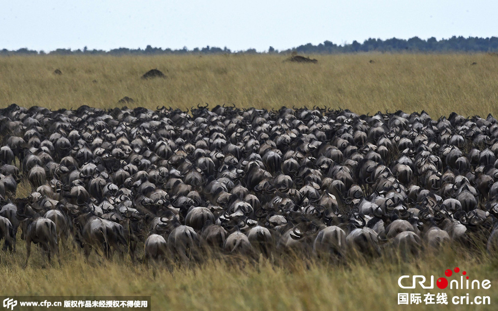 當(dāng)?shù)貢r(shí)間2015年9月4日，肯尼亞馬賽馬拉，角馬大遷徙。