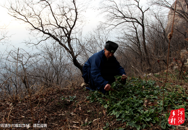 山上缺雨少水，不大的一方菜地。是他和另一個(gè)道友的菜地，老崔的蔬菜倒也擺弄的一片生機(jī)盎然。