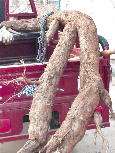 葛根有成人胳膊粗細(xì) 葛根有成人胳膊粗細(xì)