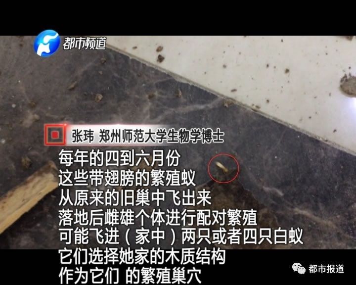 蟻?zhàn)宕筌娙肭?！十幾萬裝修的新家被“吃掉”