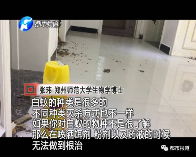 蟻?zhàn)宕筌娙肭郑∈畮兹f裝修的新家被“吃掉”