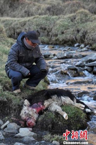 　今年，他家已經(jīng)有3只羊被狼咬死。確·胡熱攝