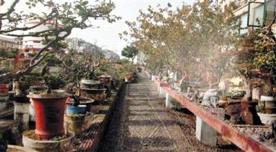 劉光嘉出示博物館內(nèi)部圖片中，擺放著各種盆景。