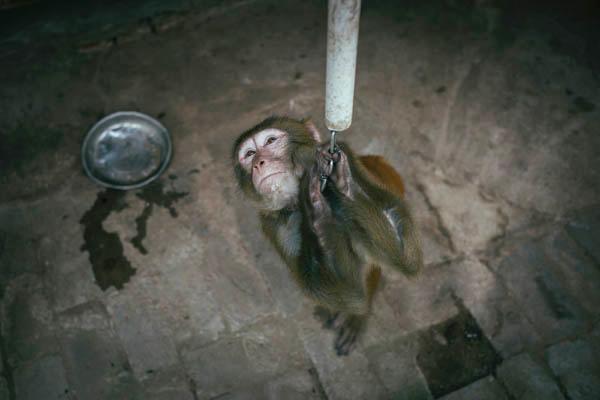 環(huán)球時報:有關(guān)部門拿公眾當(dāng)“猴子”折騰春節(jié)假 環(huán)球時報:有關(guān)部門拿公眾當(dāng)“猴子”折騰春節(jié)假