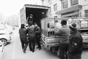 　　■返還追回的被搶綿羊。 本報記者董世杰攝