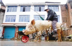 蔣大爺騎著他的種豬出門，回頭率很高。