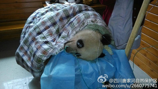 圖據(jù)@四川唐家河自然保護區(qū)