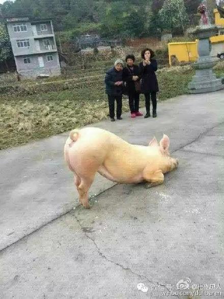 一頭豬跑到寺院跪拜引圍觀 警察點(diǎn)破稱(chēng)實(shí)為有病