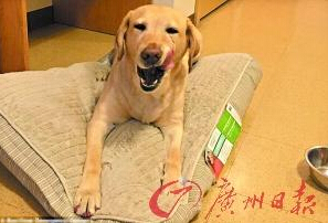 機(jī)智的導(dǎo)盲犬尤蘭達(dá)。