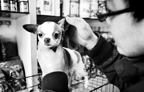 鄭州:A級寵物美容師年入可達(dá)15萬 鄭州:A級寵物美容師年入可達(dá)15萬