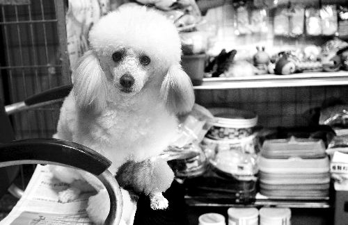 鄭州:A級寵物美容師年入可達(dá)15萬 鄭州:A級寵物美容師年入可達(dá)15萬