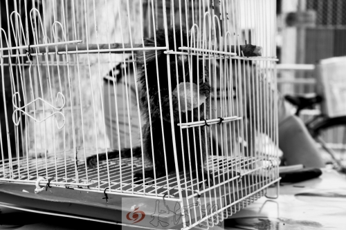 “別看俺個(gè)子小，中國很稀少！”