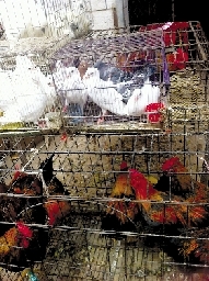 銷量大不如前，近期可能漲價