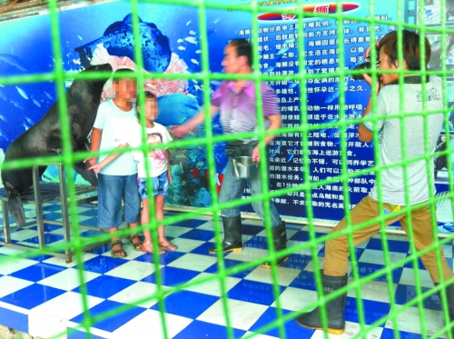 海獅就這樣被飼養(yǎng)員和攝影師擺弄，稍不聽話就會(huì)遭到毒打。