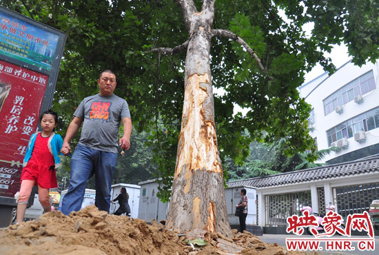 大樹根部翹起，歪向人行道邊。