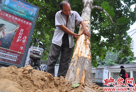 法桐受傷嚴(yán)重，樹皮上還沾著不少玻璃。