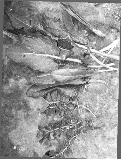 平頂山倆大媽吃野菜中毒 醫(yī)生提醒:野菜好吃別亂吃 平頂山倆大媽吃野菜中毒 醫(yī)生提醒:野菜好吃別亂吃