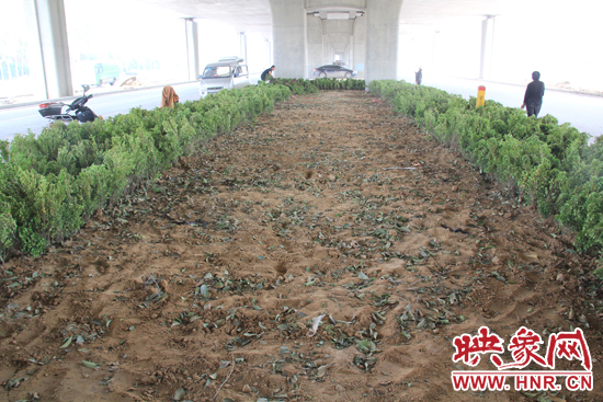 4月17日，當記者經過該路段時，發(fā)現(xiàn)那些“大葉女貞”并沒有繼續(xù)留在橋下生長，而是被悄悄移走了。