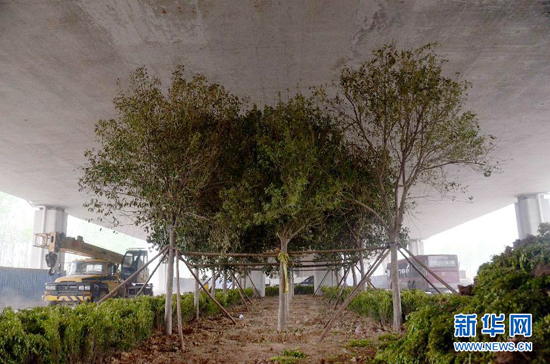 鄭州紫辰路與南三環(huán)交叉口向西，南三環(huán)快速路立交橋下，種植了40余棵大葉女貞，樹木已與立交橋底齊高。