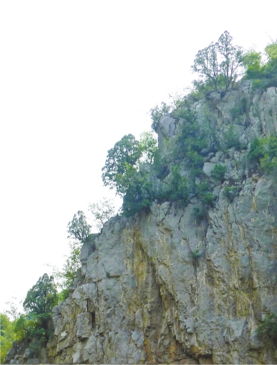 南太行山崖長的只是側(cè)柏,不是崖柏。