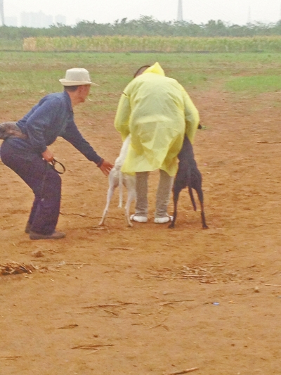 上場前，狗主人進(jìn)場撫摸自己的愛犬，給它打氣加油。