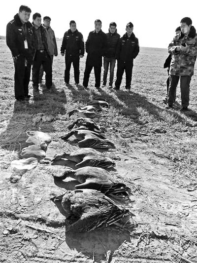 志愿者們在現(xiàn)場撿到的死亡大雁及其他鳥類 志愿者們在現(xiàn)場撿到的死亡大雁及其他鳥類