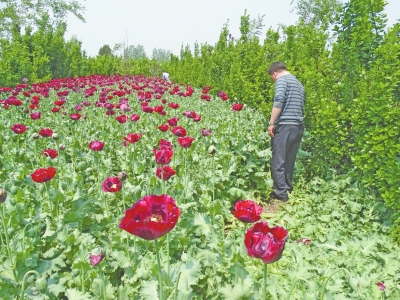 駐馬店千株罌粟藏身黃楊林 過路司機(jī)發(fā)現(xiàn)后舉報 駐馬店千株罌粟藏身黃楊林 過路司機(jī)發(fā)現(xiàn)后舉報