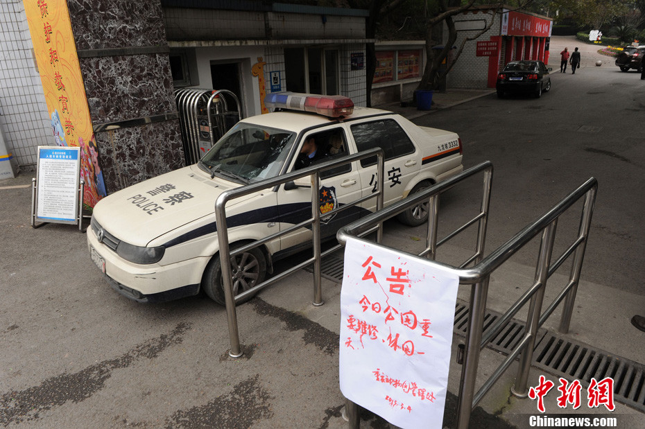 重慶動物園兩頭獅子“越獄” 已被麻醉移至籠舍 重慶動物園兩頭獅子“越獄” 已被麻醉移至籠舍