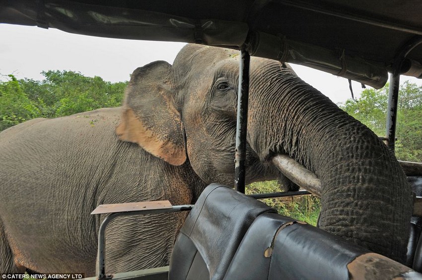 大膽“賊”象搶游客午餐成習(xí)慣 大膽“賊”象搶游客午餐成習(xí)慣